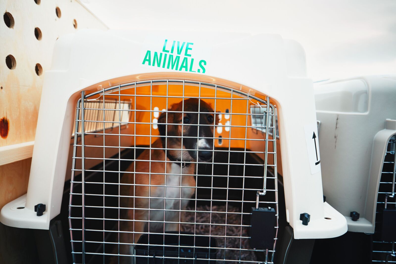 when you have dogs on flights who are bigger, putting them in a cage like this in cargo is the only option