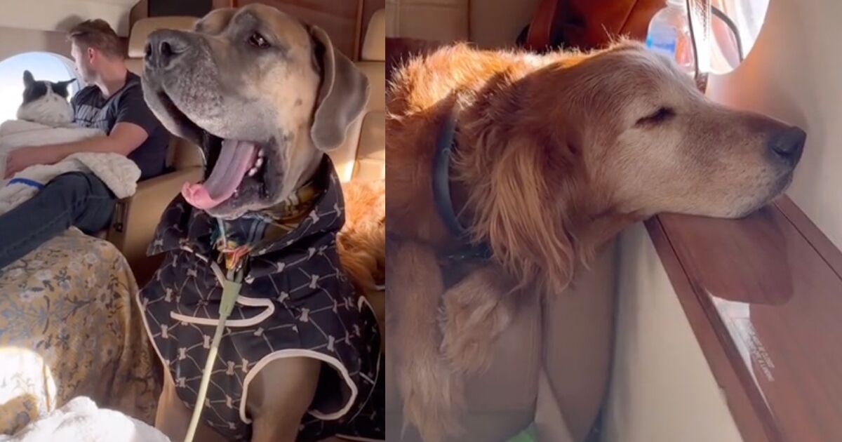 Dogs on Flights Why a Couple Spent 12K on a Private Jet for Their Pups