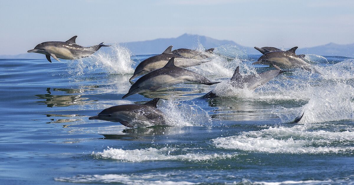 Dolphin Stampede in Southern California