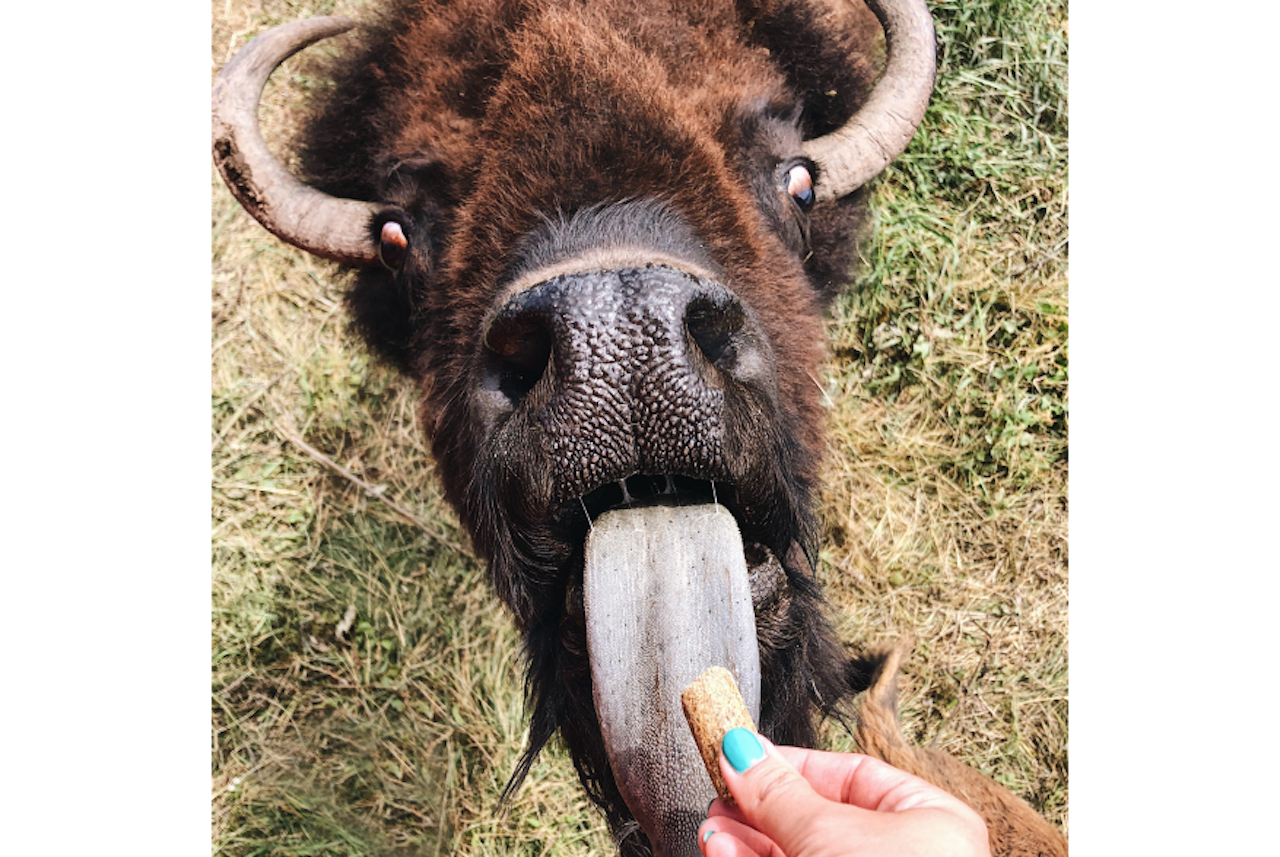 feeding a bison at terry bison ranch in wyoming