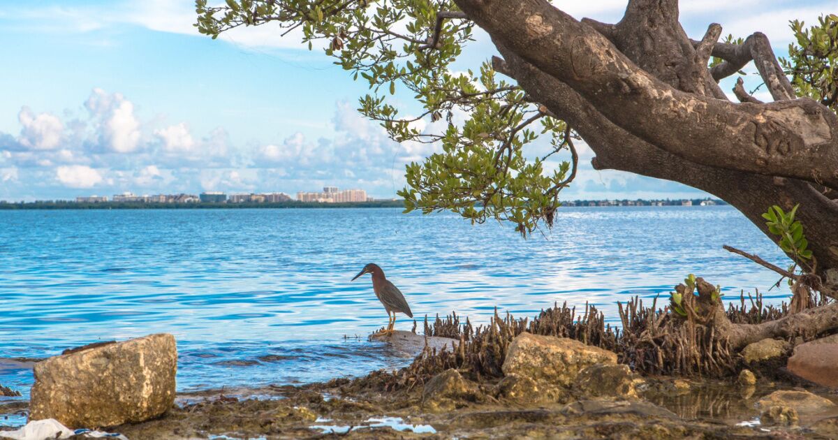 7 Parks in Miami: Where to See the Best of South Florida