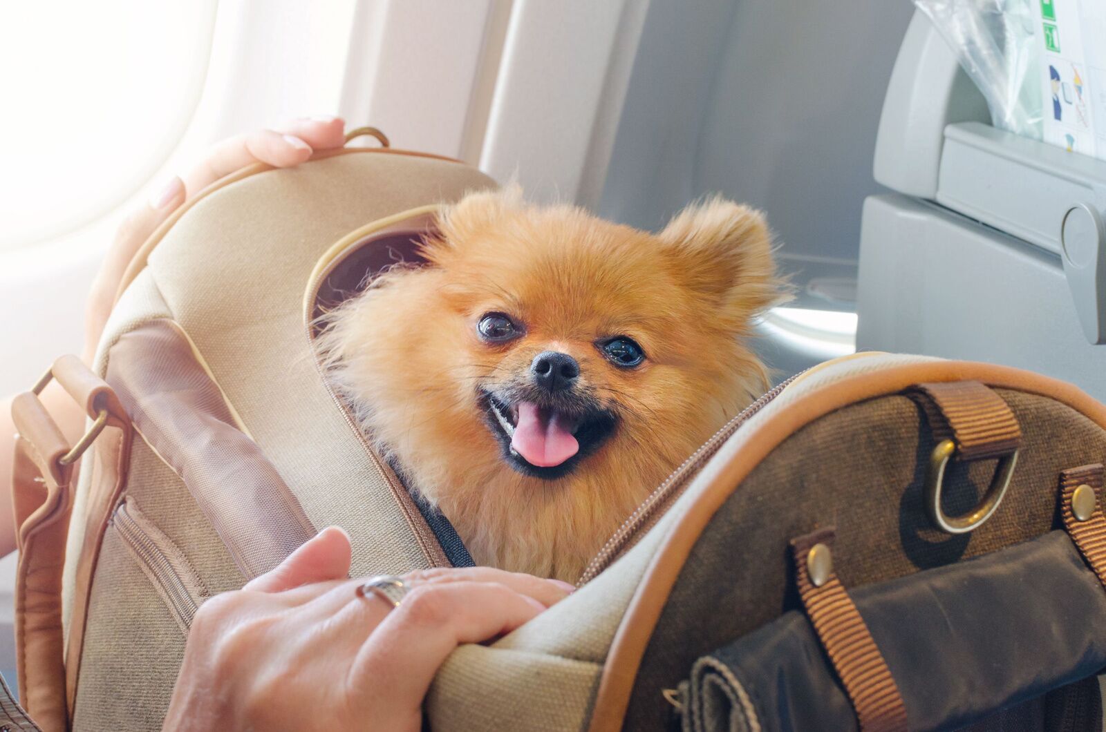 dogs on planes - pom in a basket 