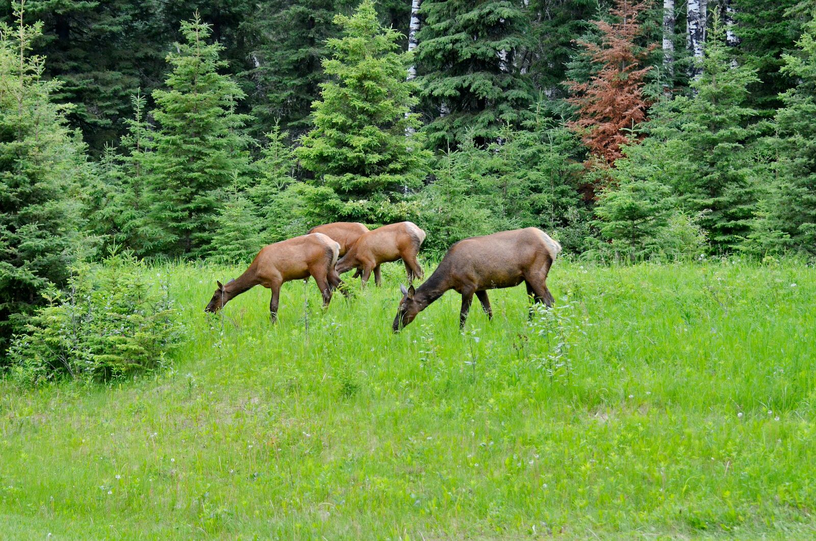 Elk grazing on grass in Prince Albert National Park