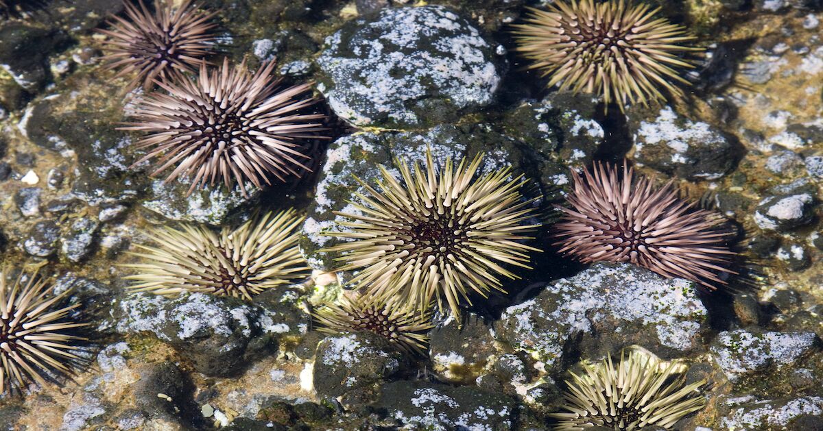 How To Prepare Traditional Hawaiian Sea Urchin   Sea Urchins 7400314 1 