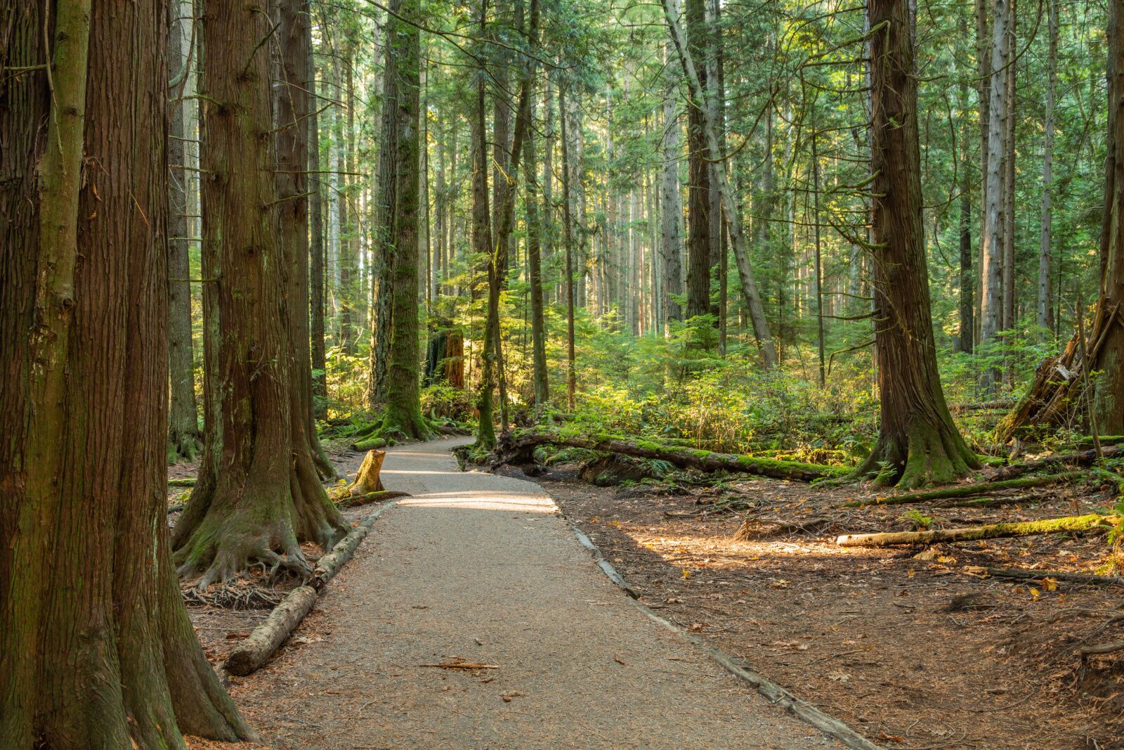 vancouver parks - trail at pacific spirit 