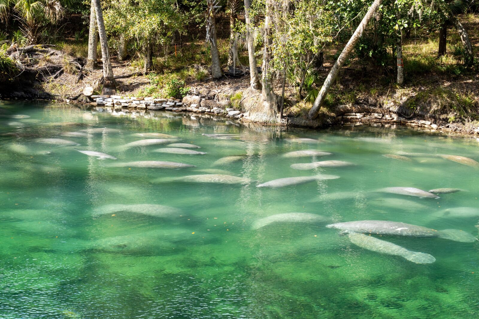 blue spring state parks - one of the best things to do in orlando besides theme parks 