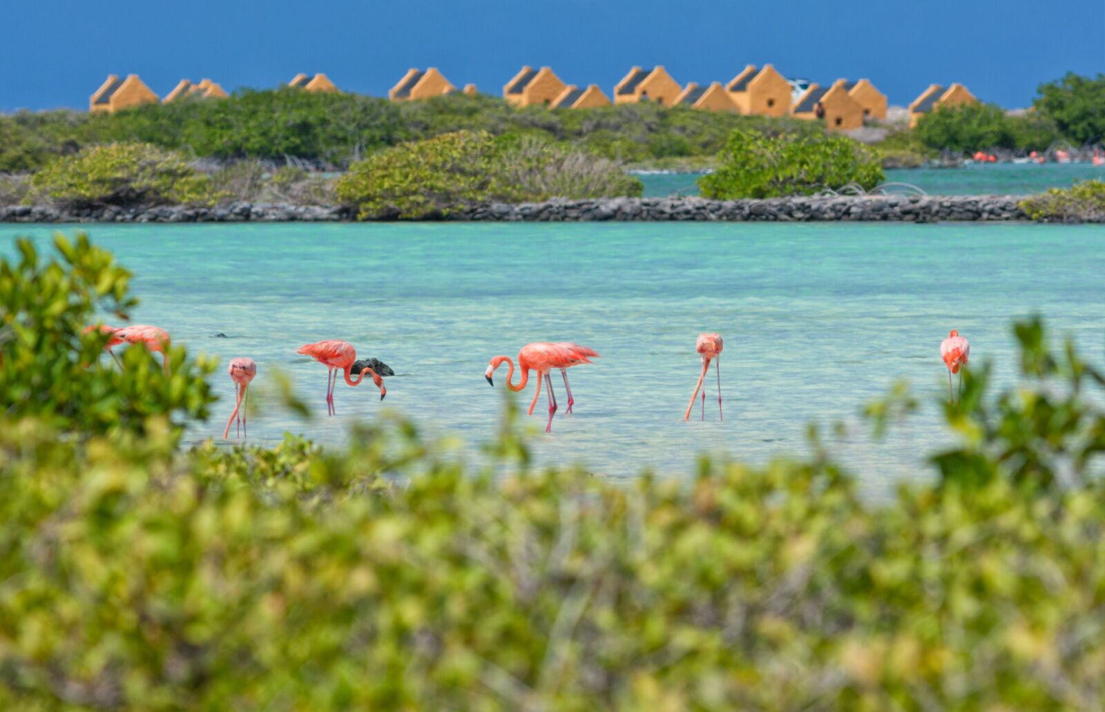 direct flights from miami - bonaire flamingos