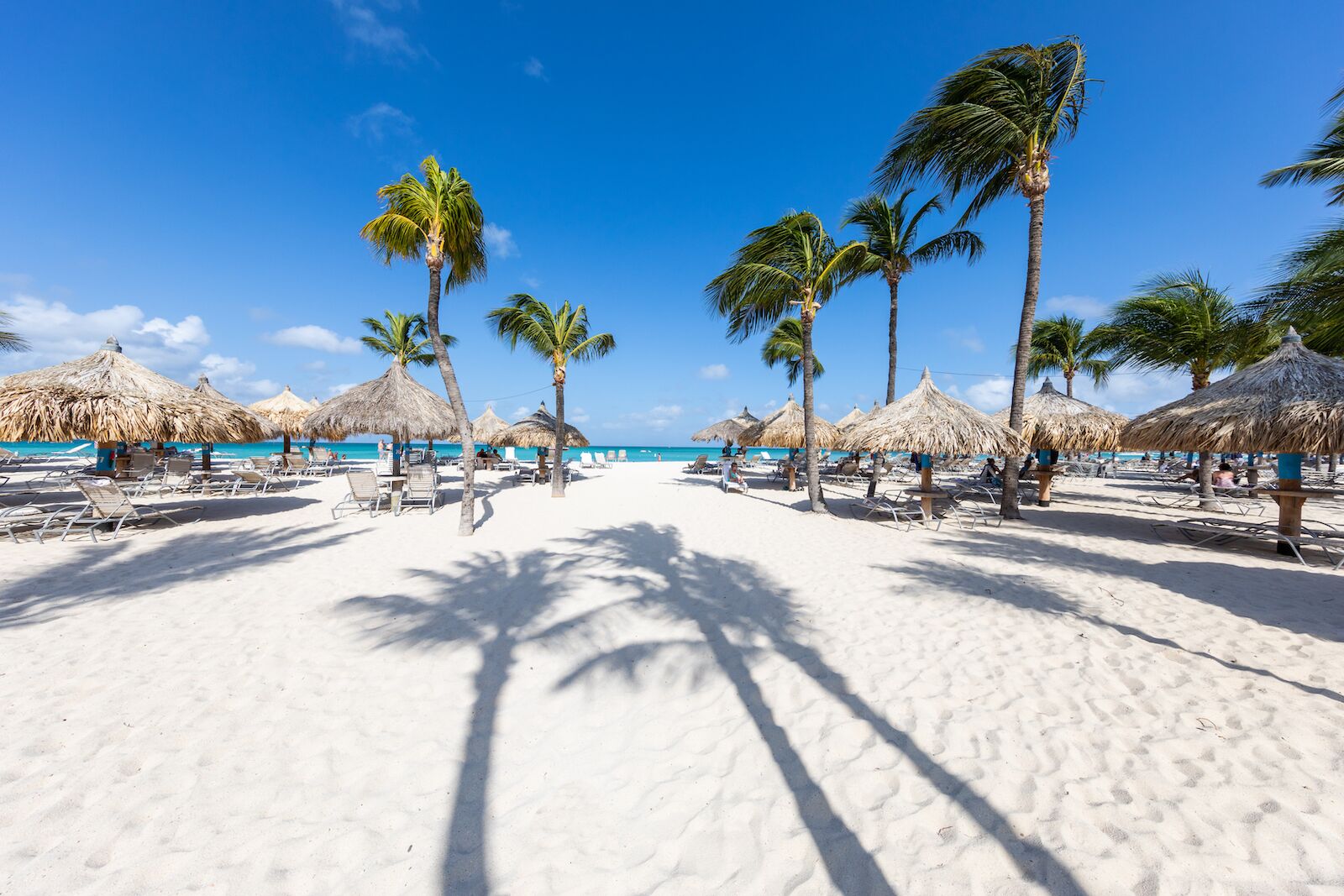 Hilton Aruba Caribbean Resort & Casino beach and trees