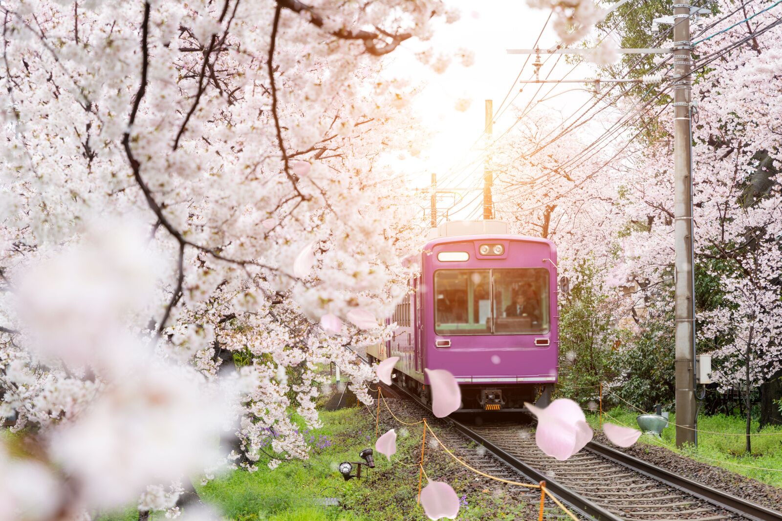 non-shinkansen train under cherry blossoms
