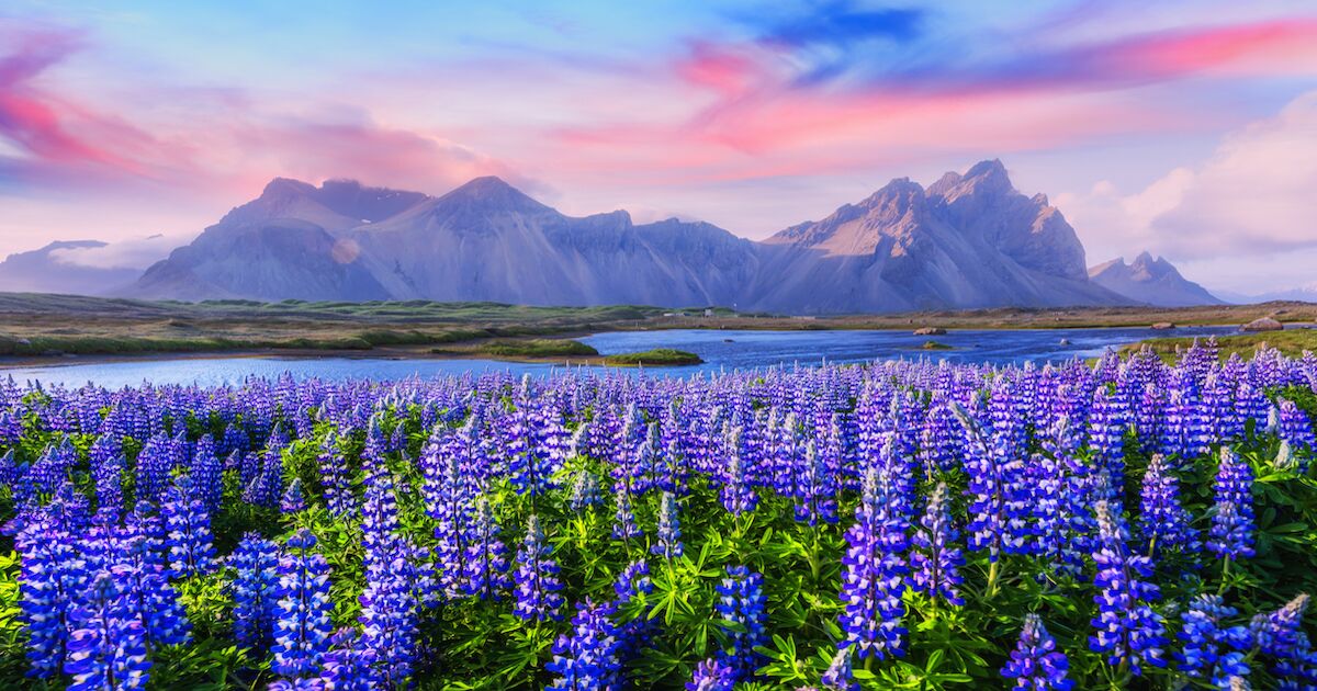 How to See Lupine Season in Iceland