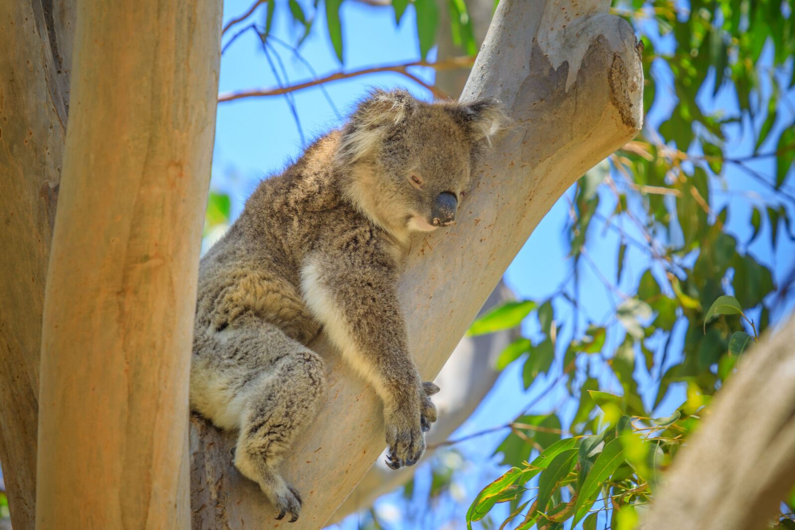Koala at a national park in perth, australia