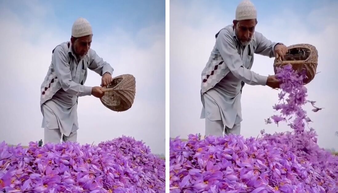 saffron-harvesting-in-kashmir-india-is-an-annual-spectacle