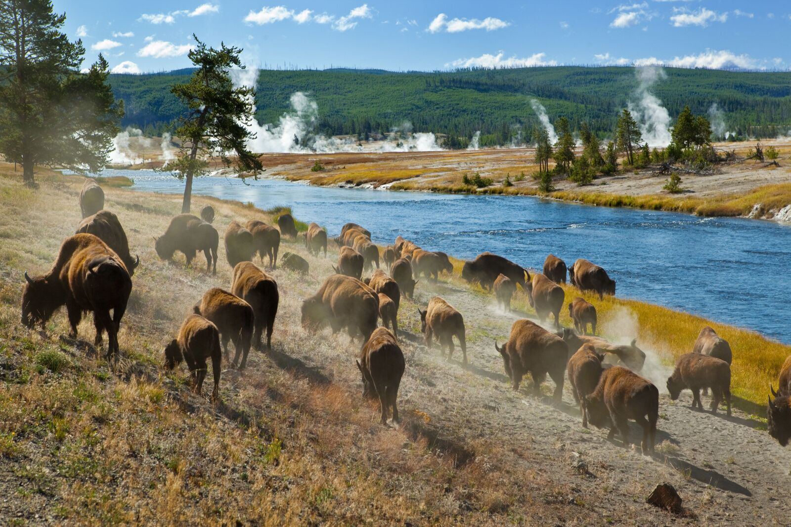 bison at yellowstone