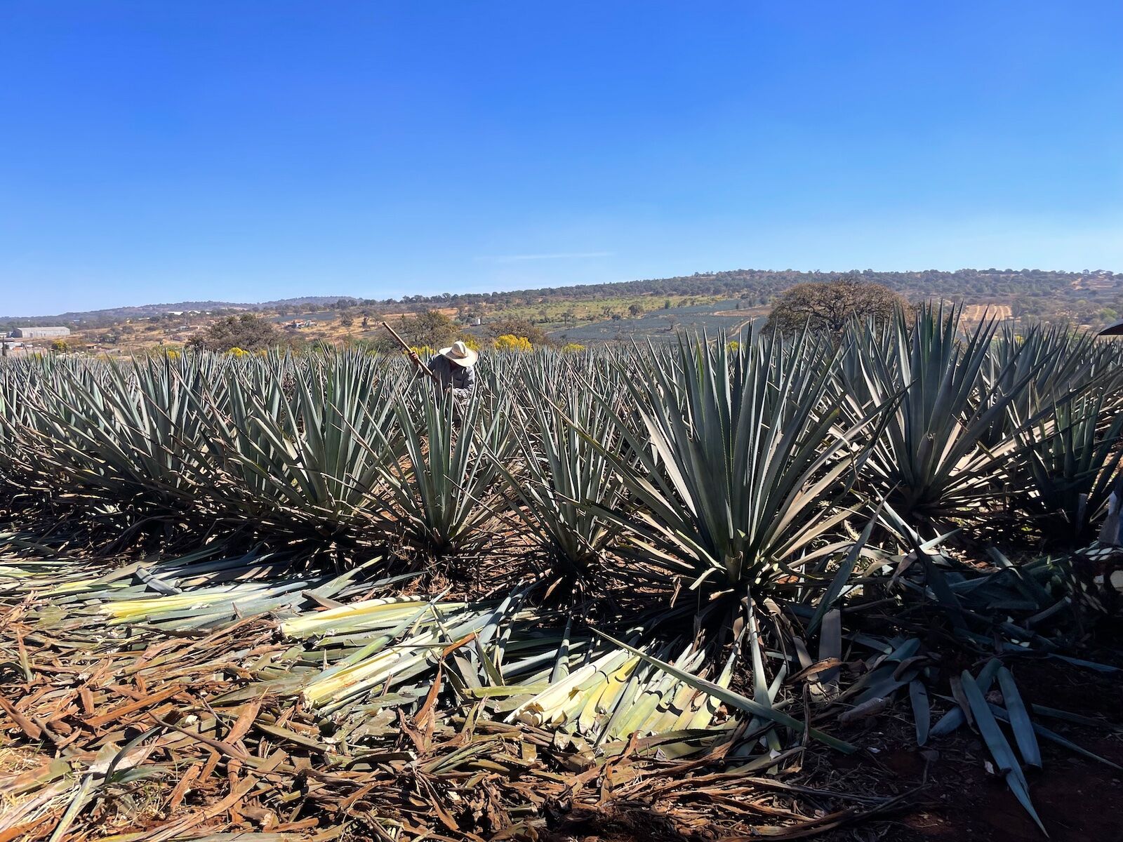 agave field being harvested