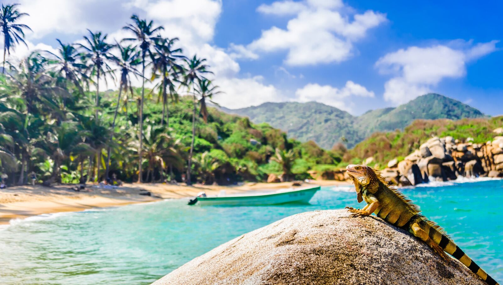 bogota colombia direct flights from lax - lizard on beach 