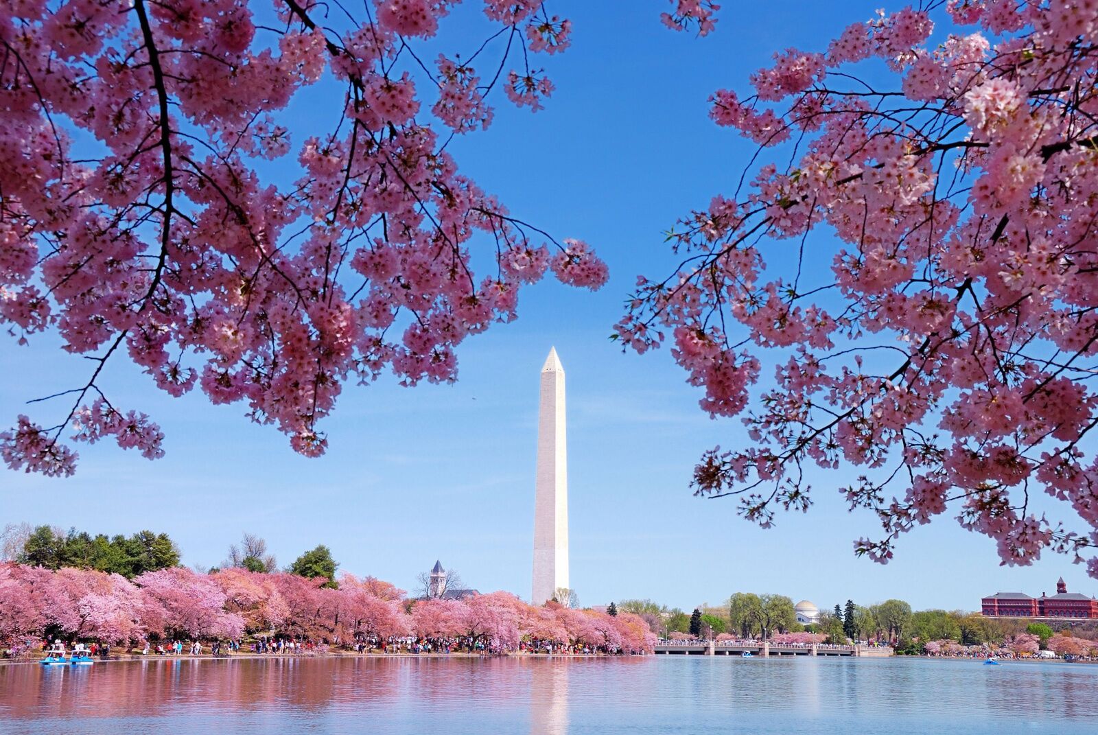 dc cherry blossom washington monument