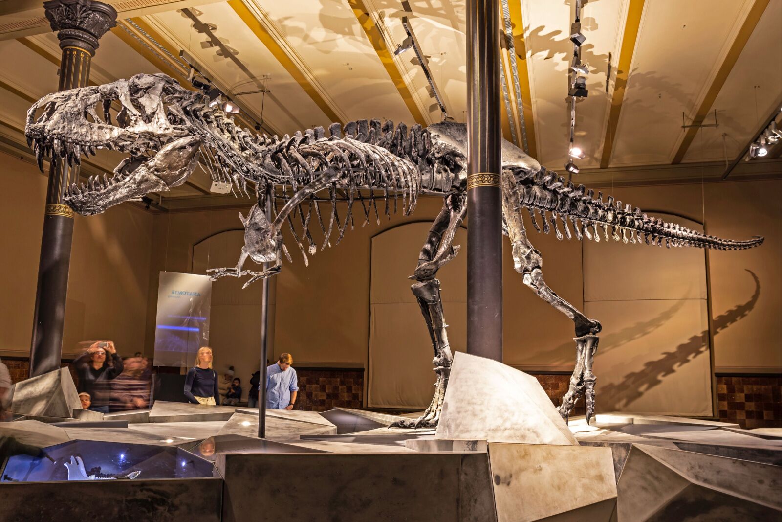 museums in berlin - dinosaur at history museum