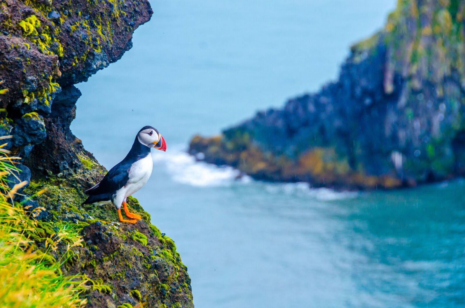 puffin in iceland - direct flights from chicago