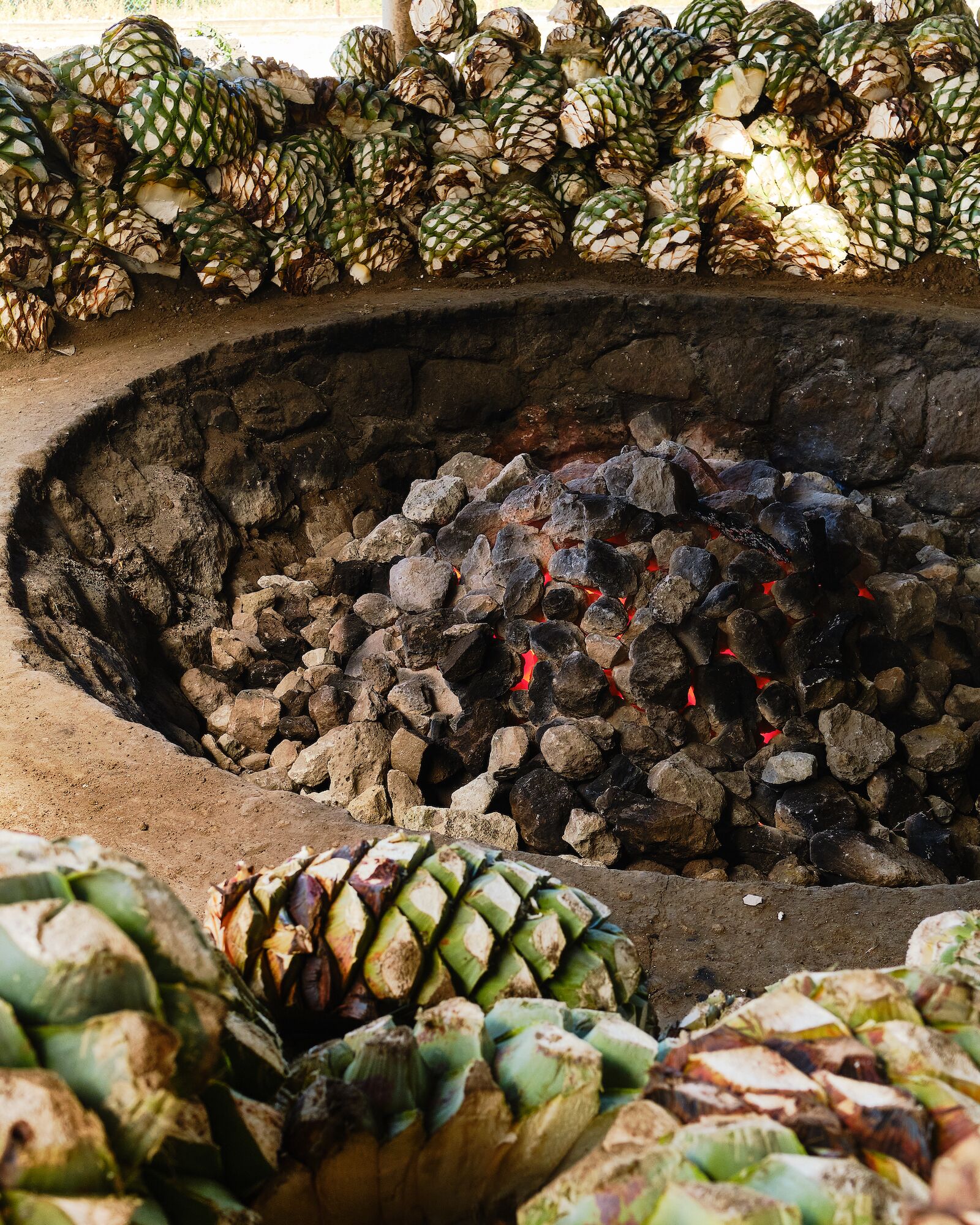 roasting agave pinas