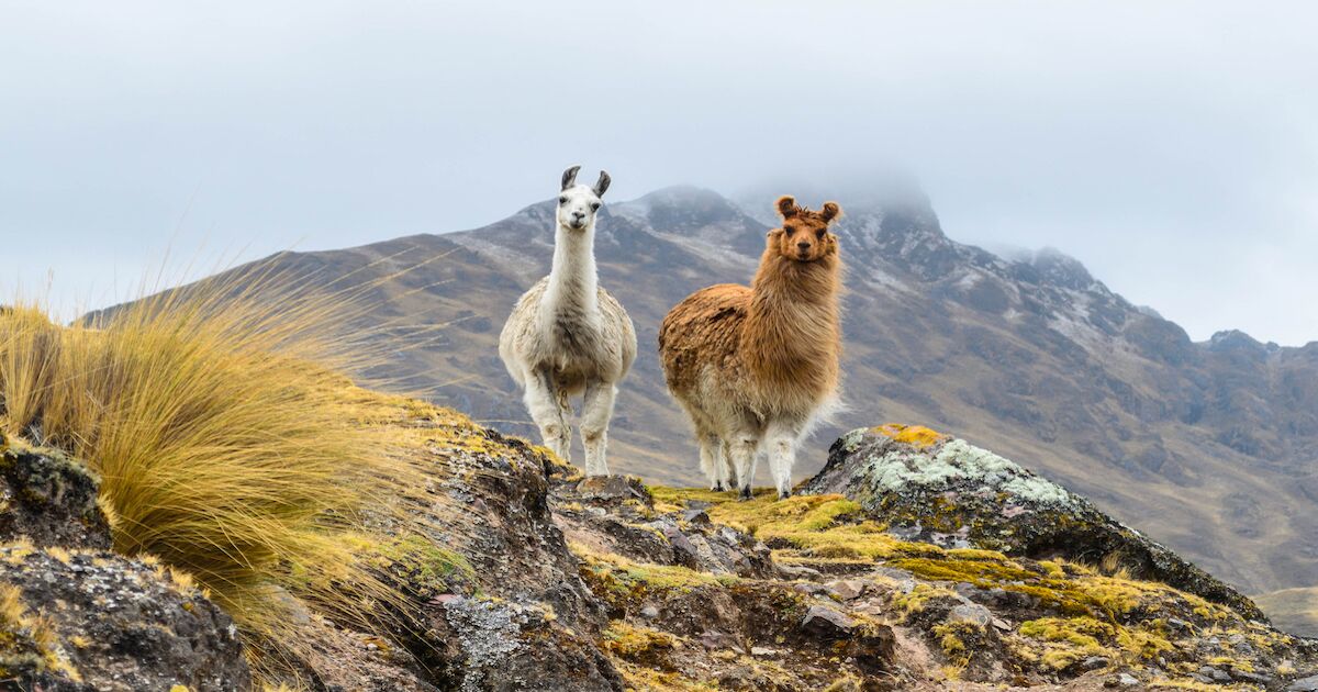 mountain view experience hotel cusco