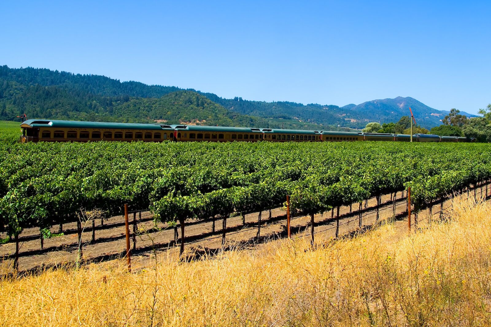 View of the Napa Valley Wine Train running alongside vineyards