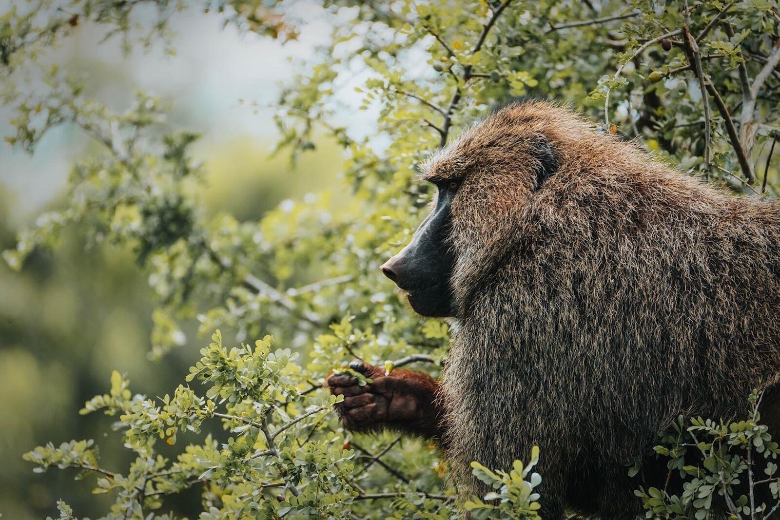 baboon in akagera national park rwanda