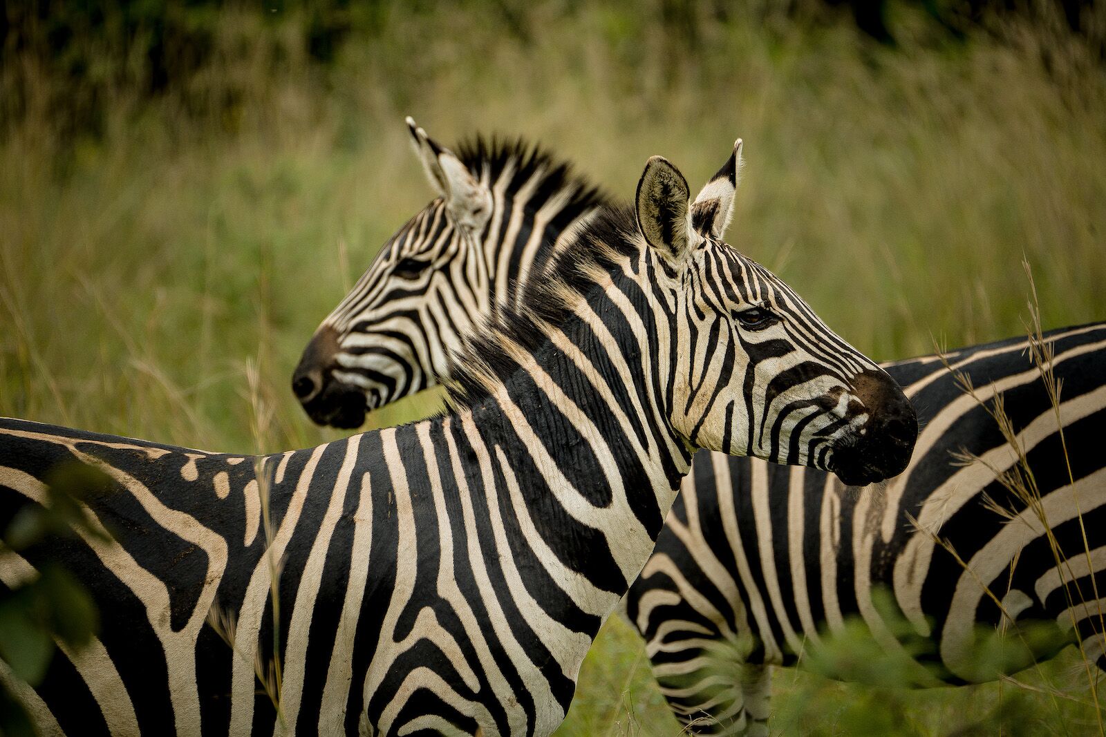 zebras in akagera national park rwanda