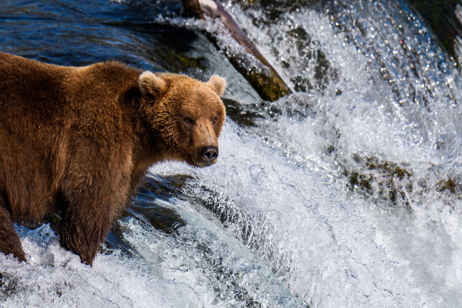 alaska in september - airbnbs in alaska - brown bear in water