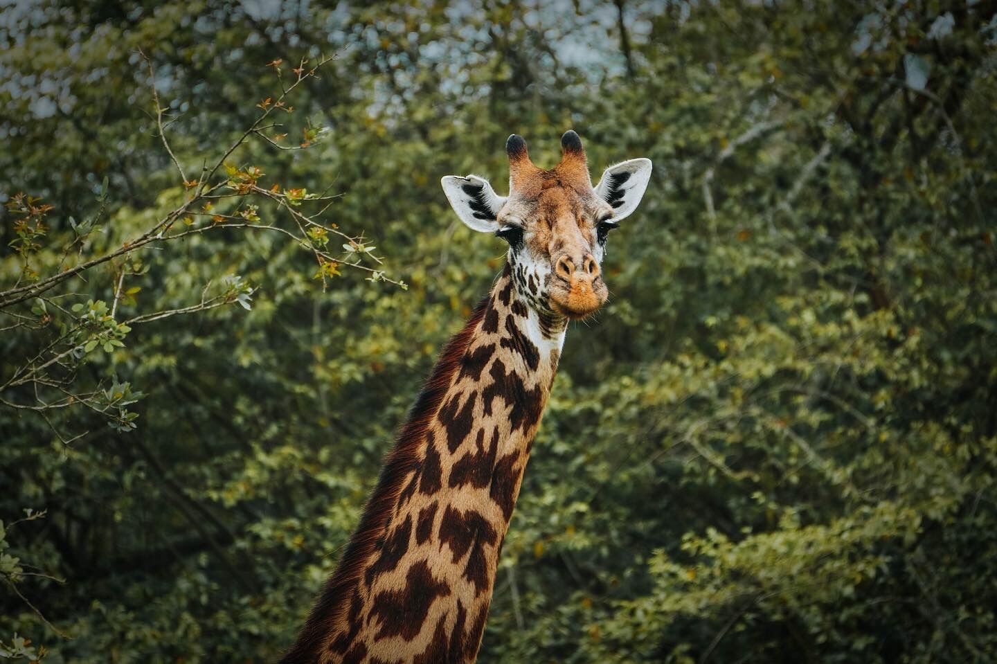 Giraffe in akagera national park rwanda