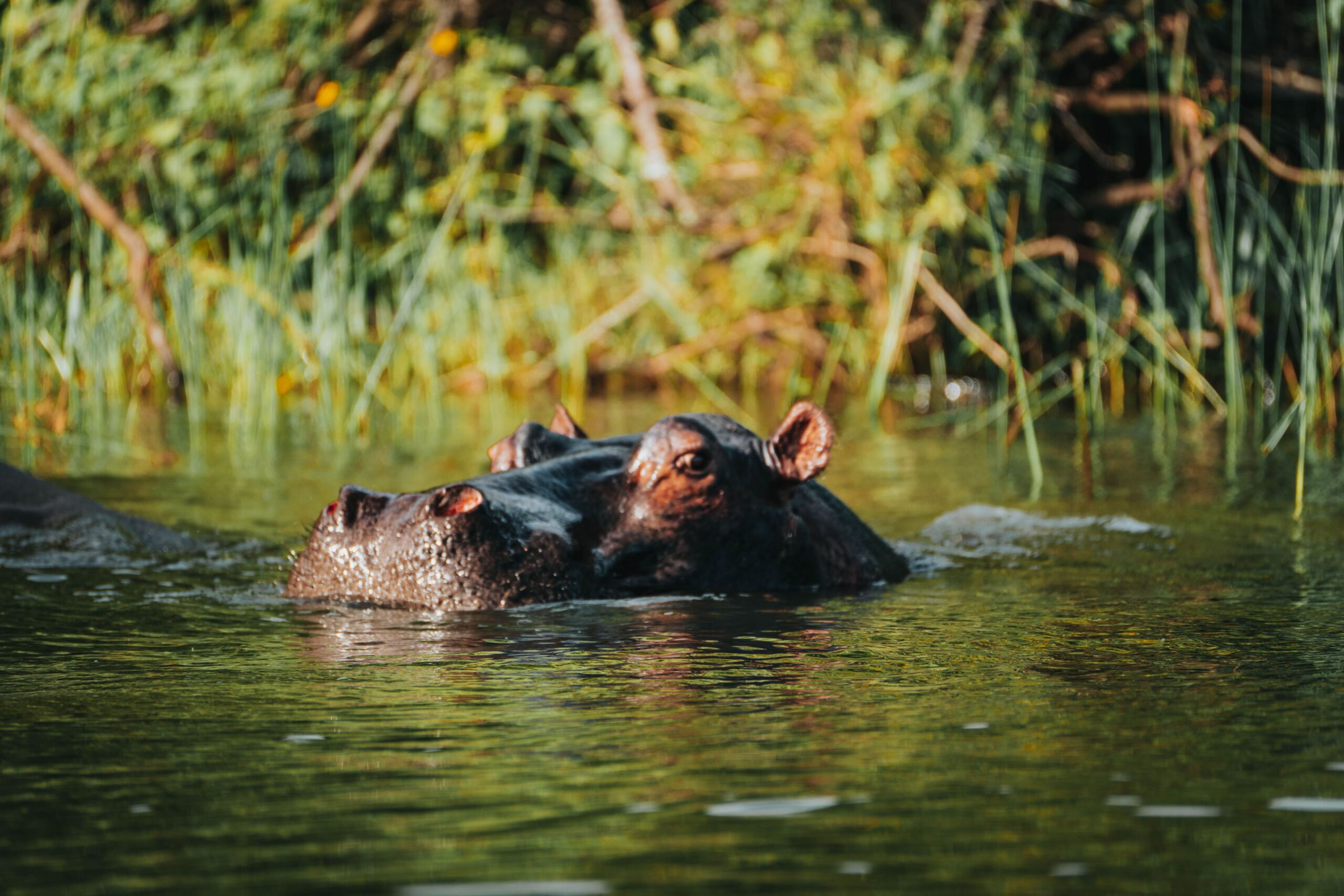hippo in akagera national park 