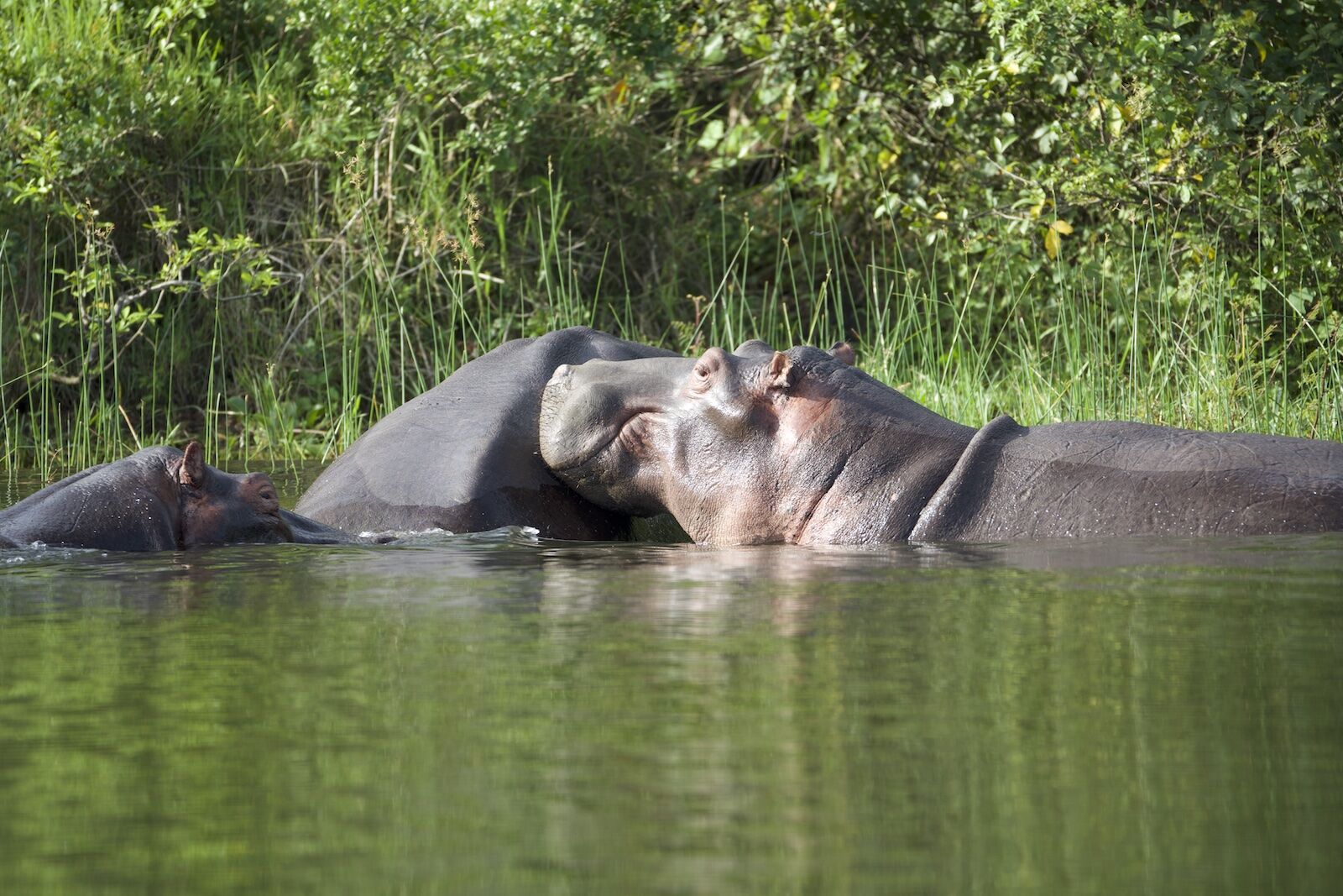 Hippos in akagera national park rwanda