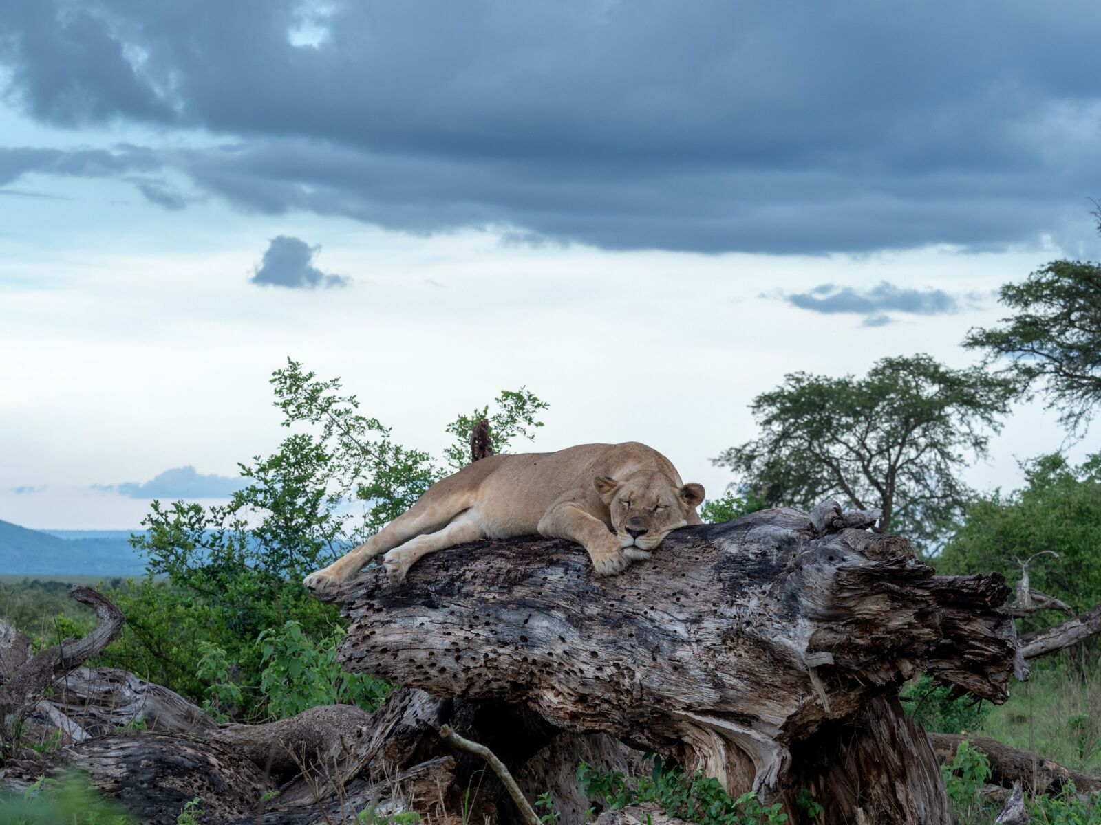 lioness in akagera 