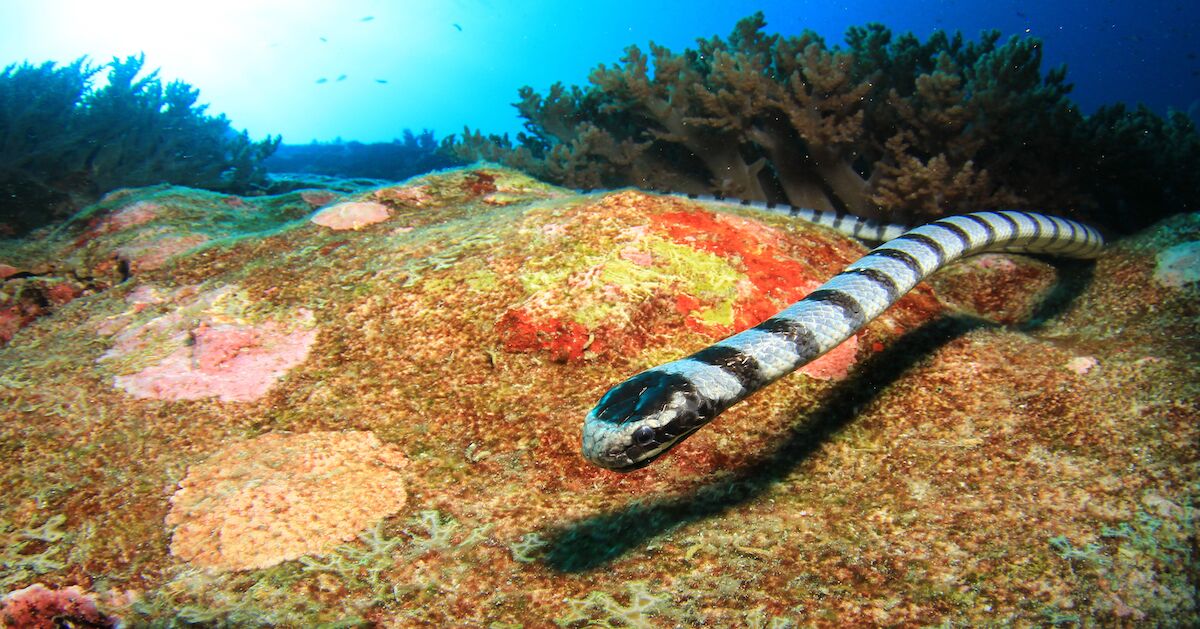 Watch A Snorkeler Get Up Close And Personal With A Sea Snake In The 