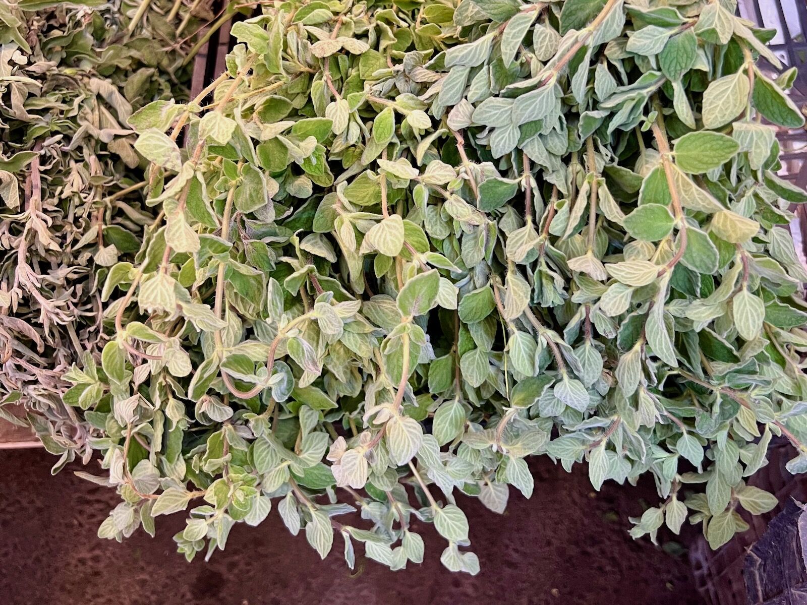 dried herbs in jordan market