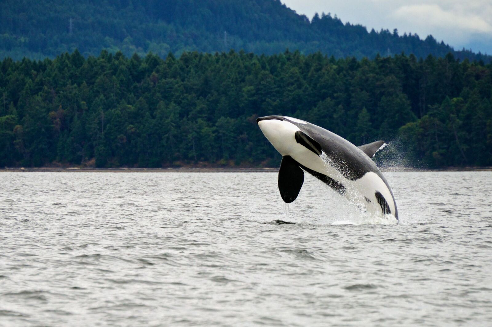 flights from houston - whale near vancouver