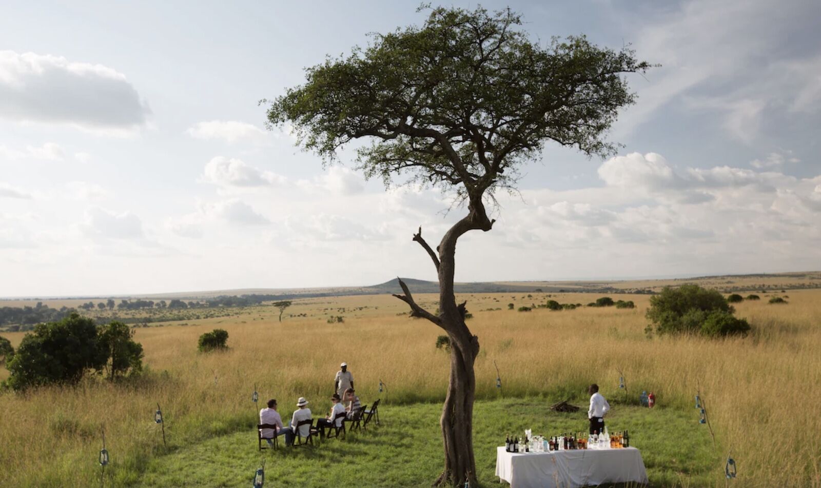 tree and dinner 