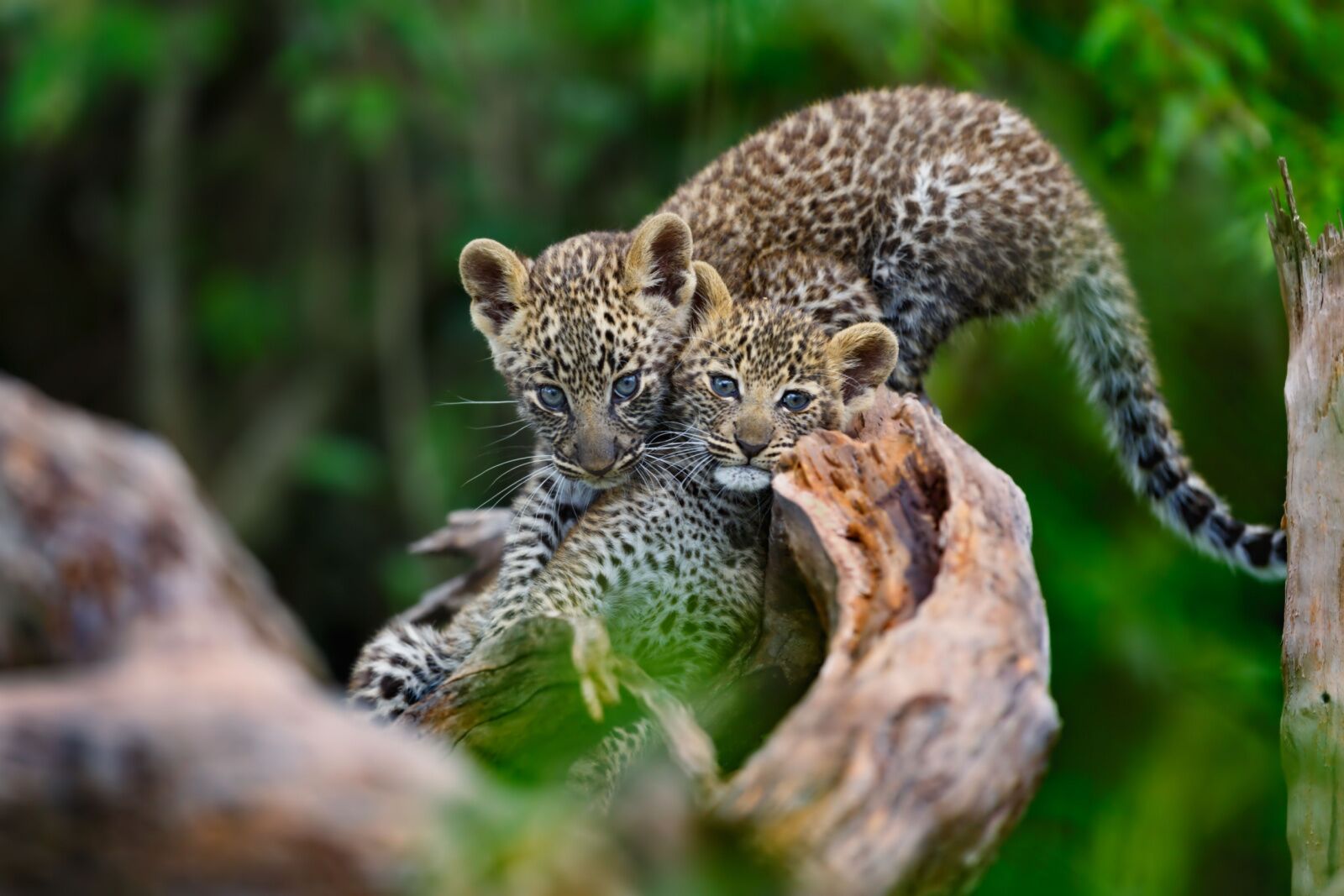 masai mara national reserve leopard