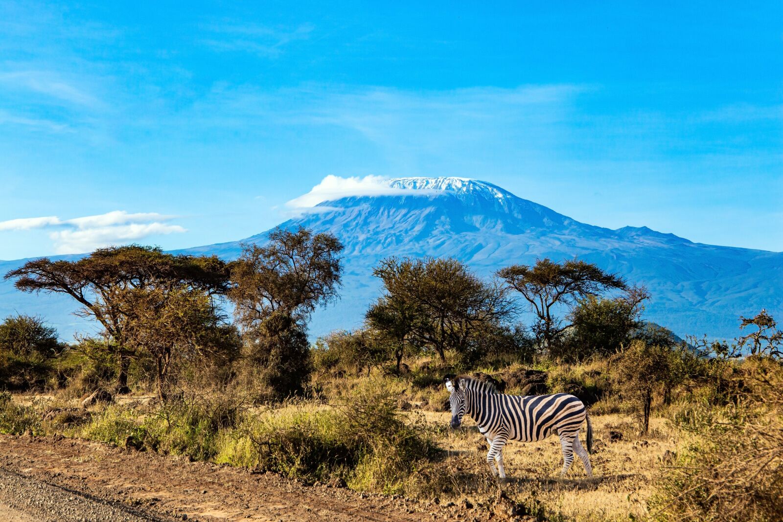 is mount kilimanjaro an active volcano - dormant zebras