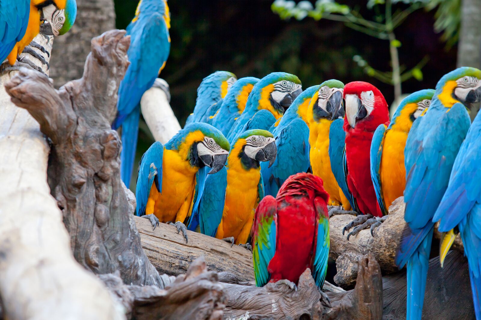 costa rica parrots