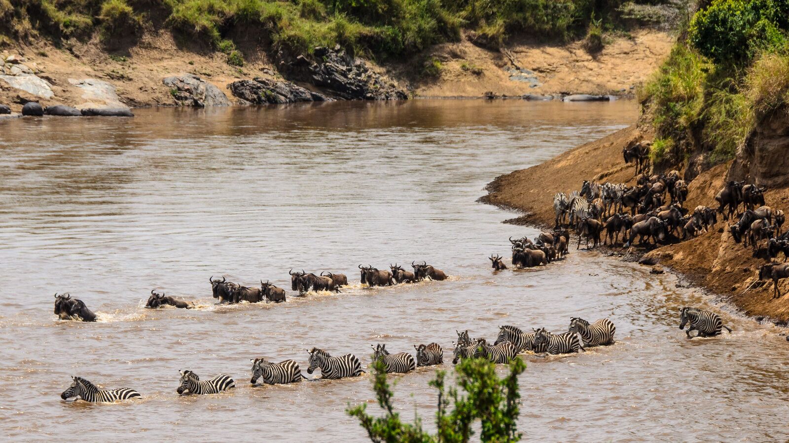 masai mara great migration wildebeest