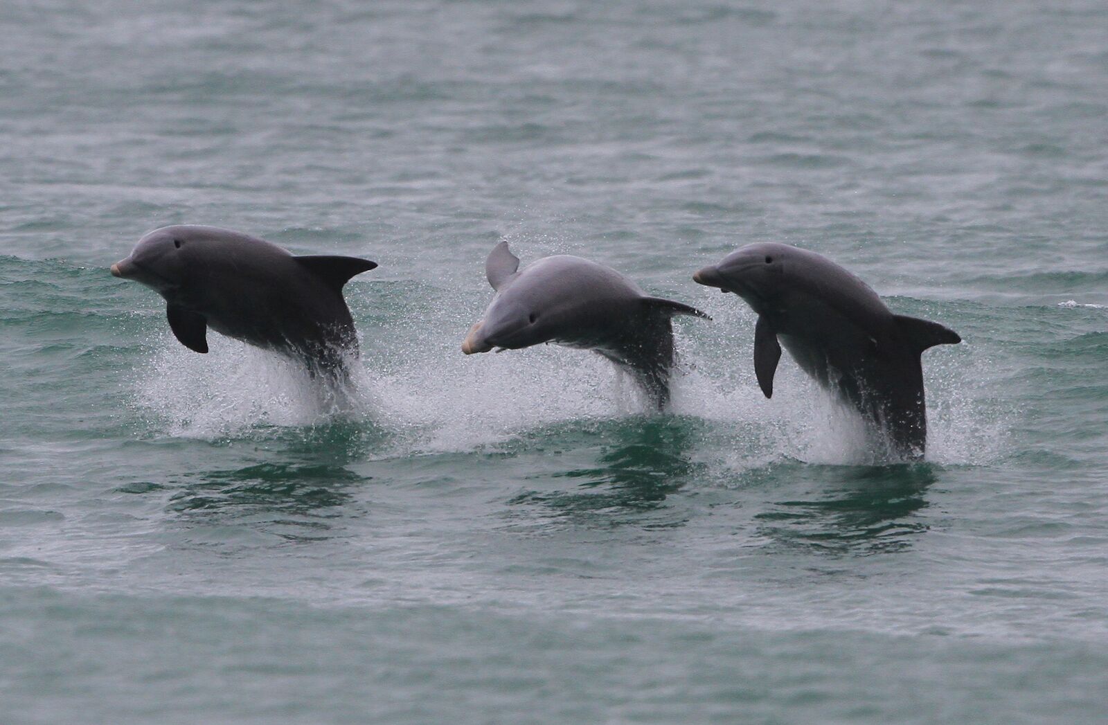dolphins on north carolina's crystal coast