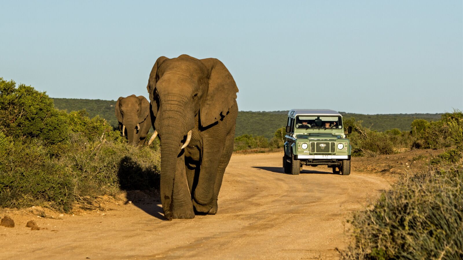 addo elephant and car - south african national parks