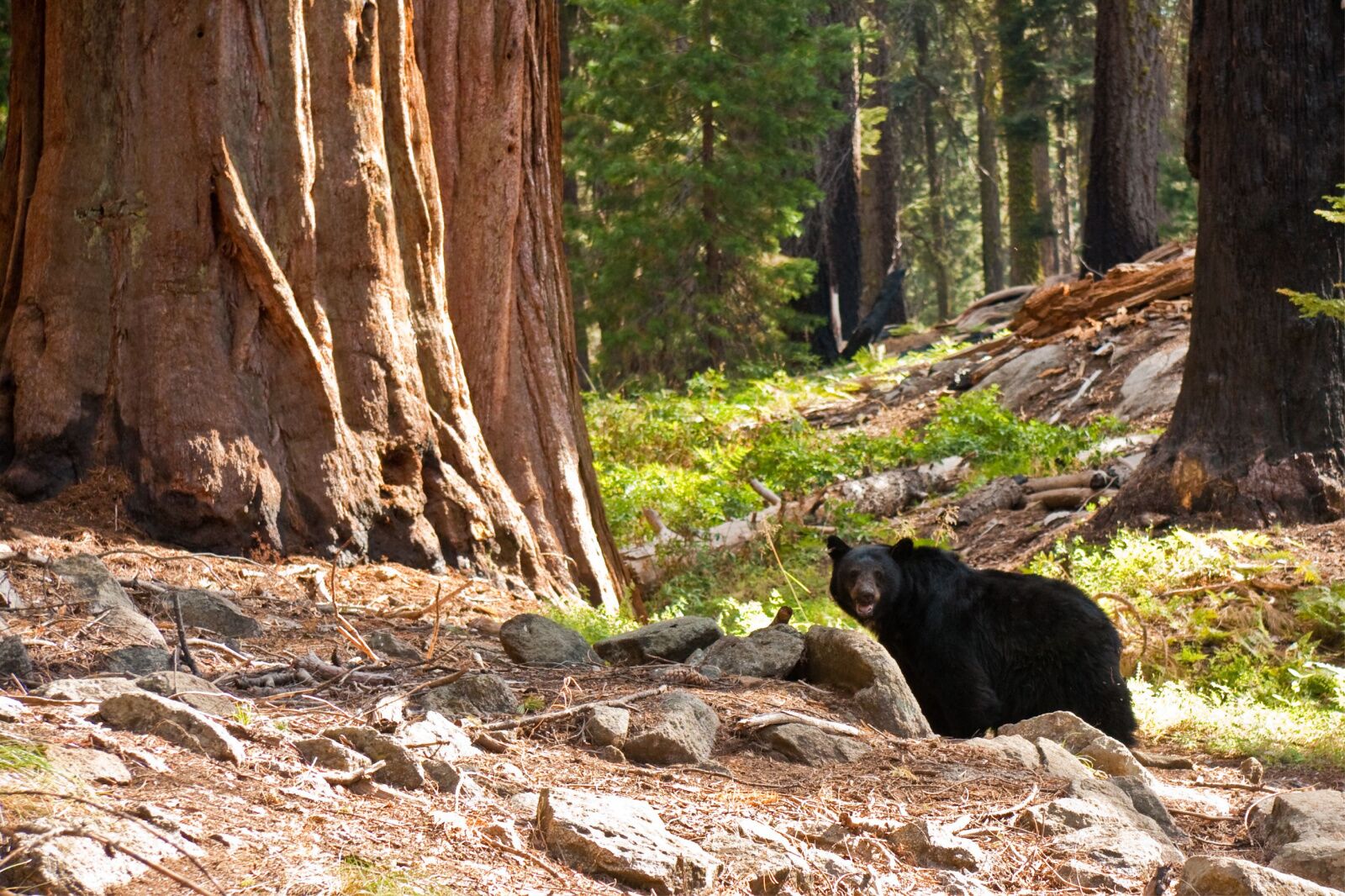 black bear near Big Sur, california 