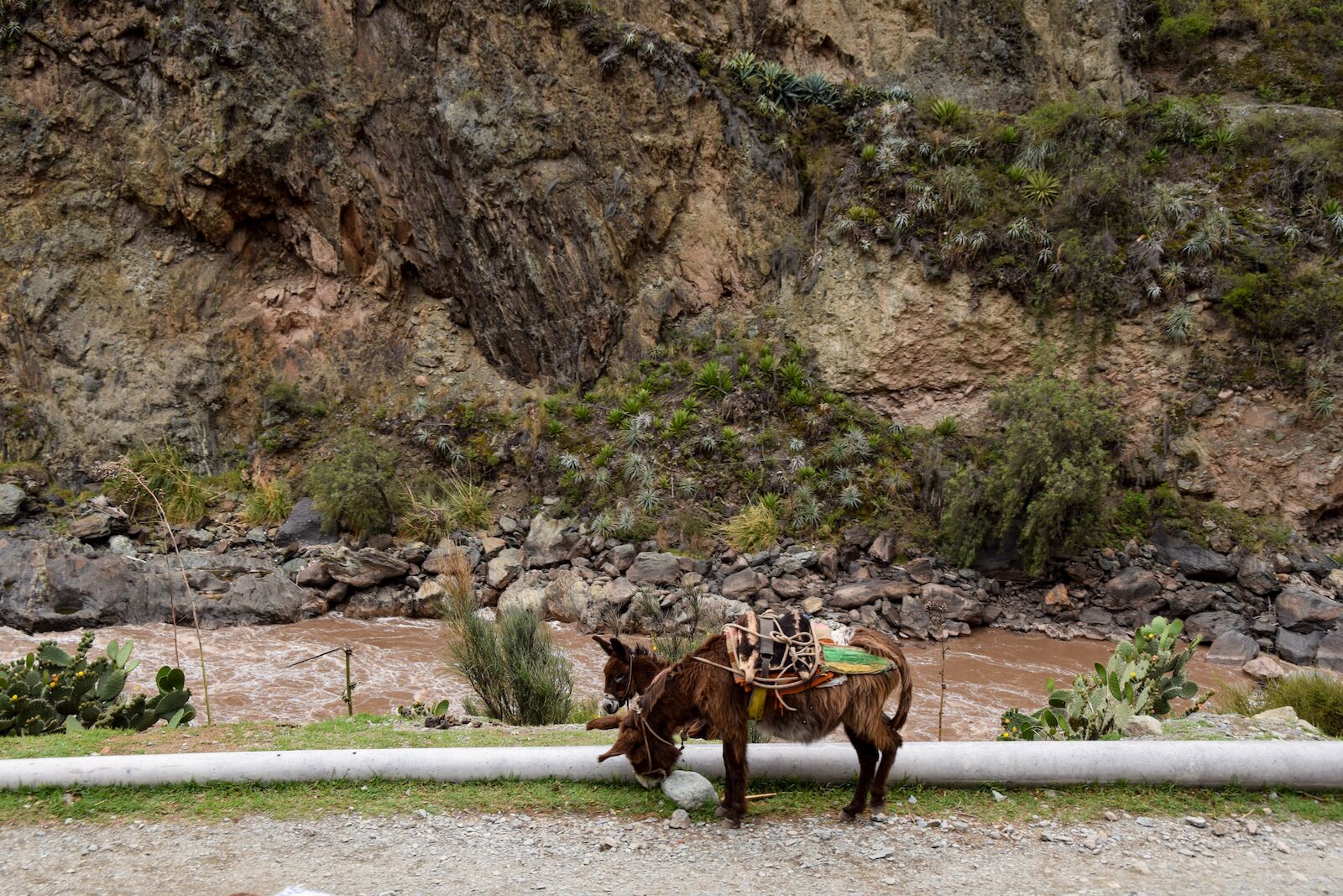 Donkeys along the Inca Rail Peru 