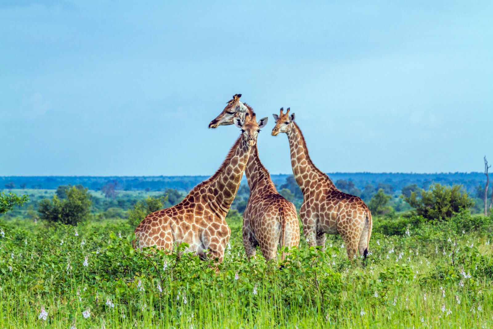 Giraffes in kruger 