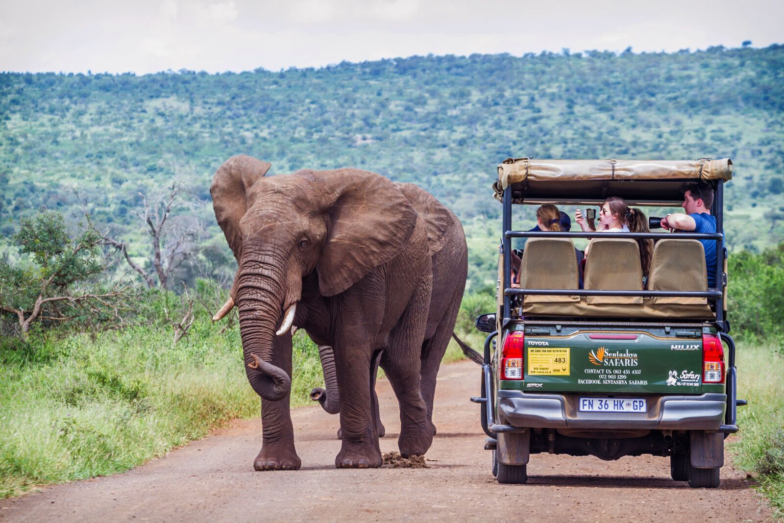 kruger national park safari - car and elephant