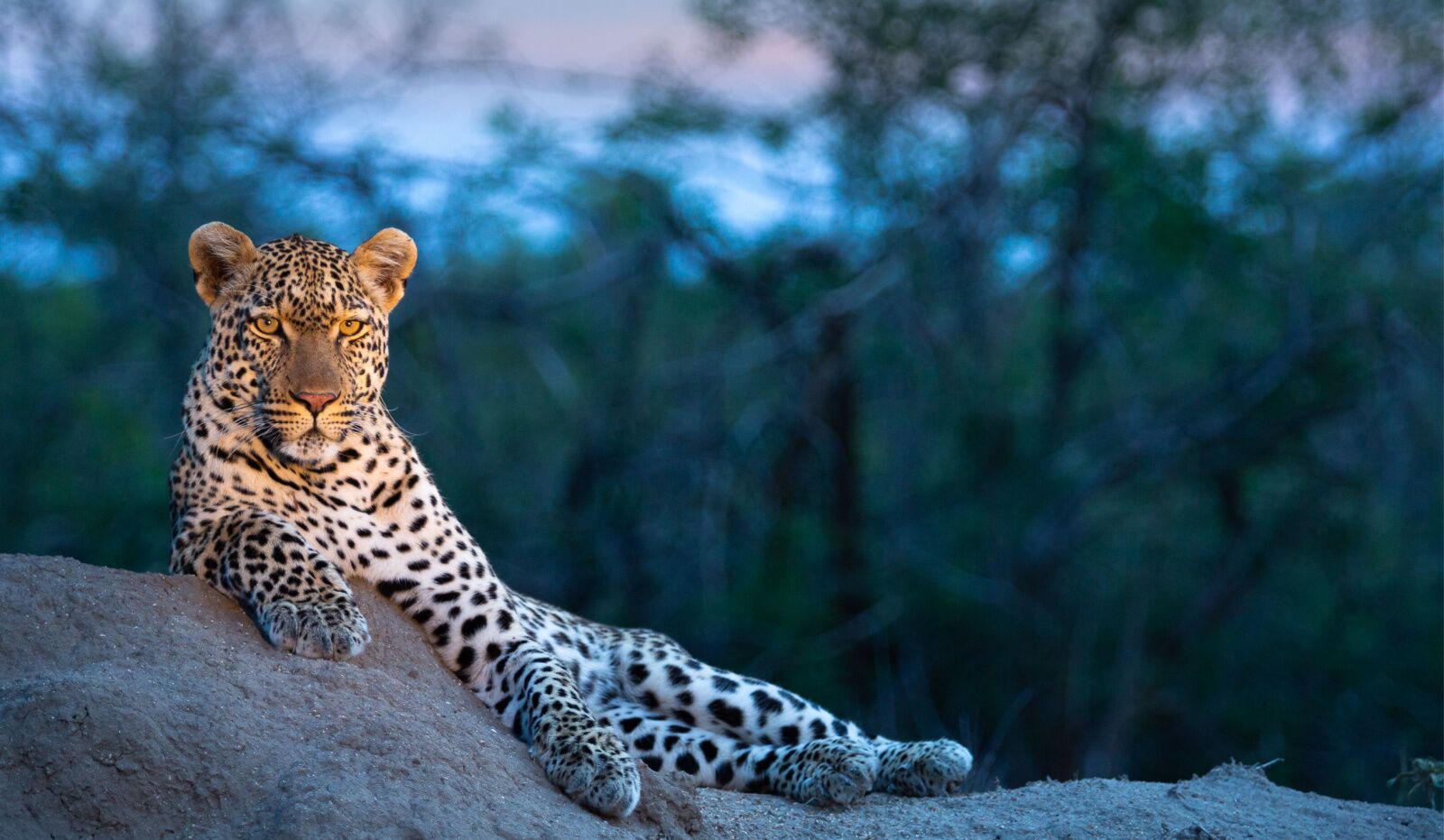 kruger national park safari packages - chill leopard