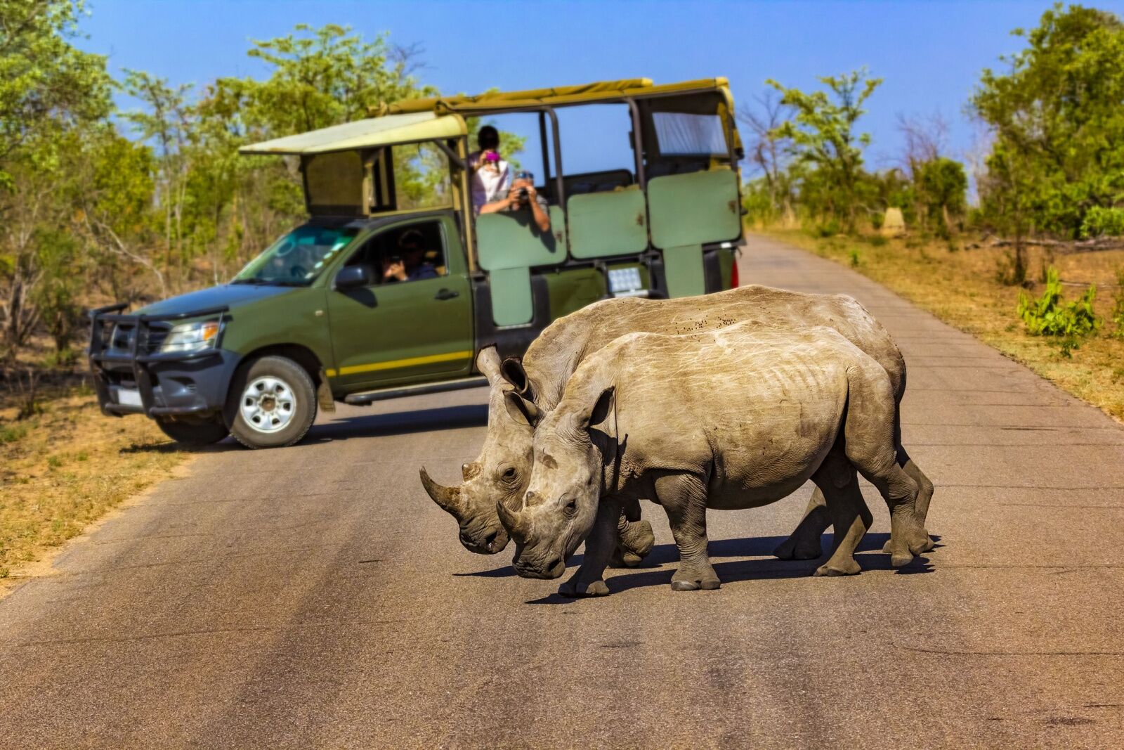 rhino in kruger national park safari packages