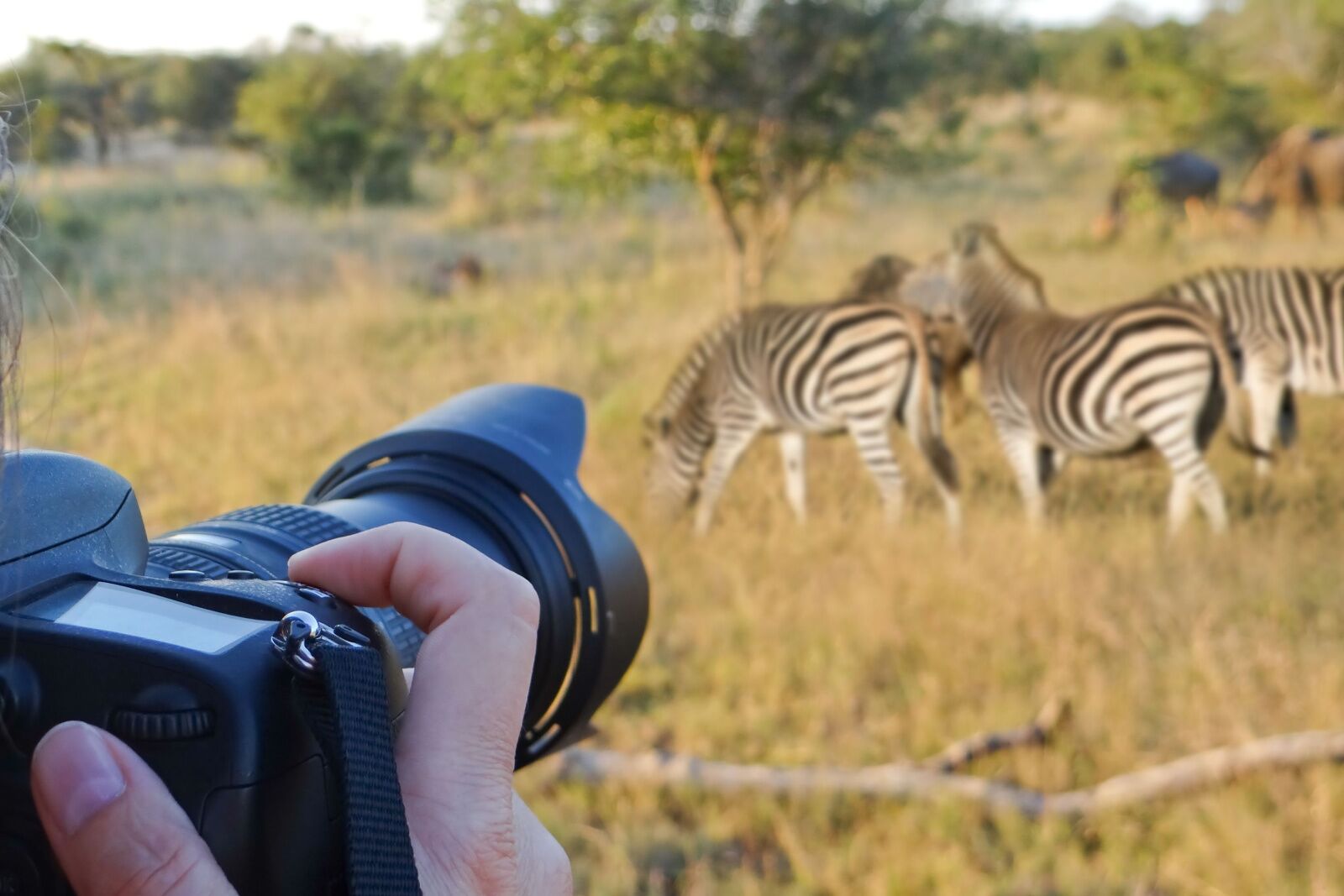 kruger national park safari packages lodges camera and zebra