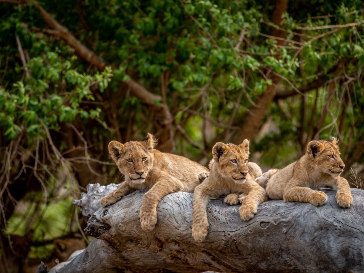 Kruger National Park Sign